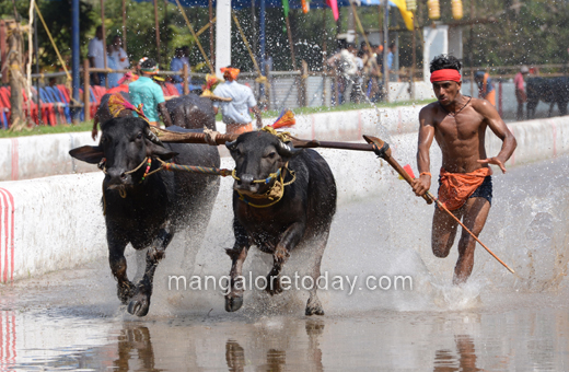 Devu Poonja Jodukare Kambala